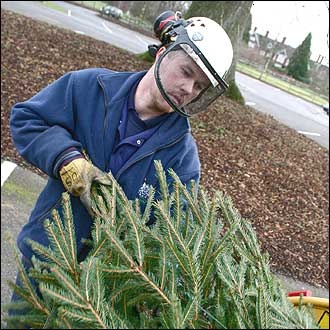 christmas_tree_chipping_330_330x330
