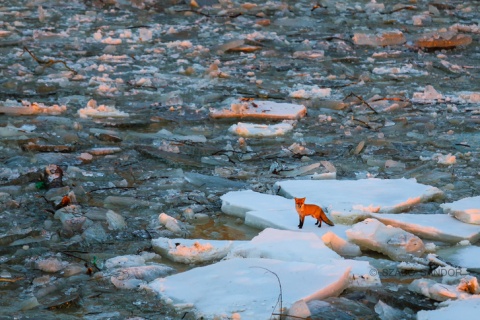 tisza2017_2 tisza2017_2