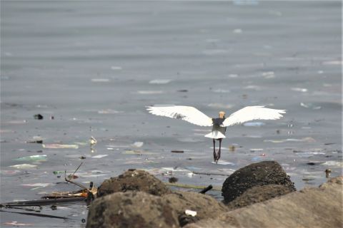 madar_szemet madar_szemet