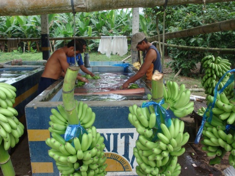 banán_mosás banán_mosás