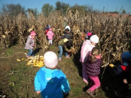 Kukorica gyűjtés Kukorica gyűjtés