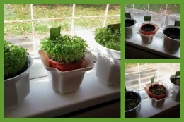 Zsázsateszt Zsázsateszt