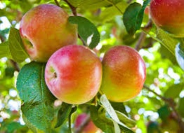 gyümölcsész gyümölcsész