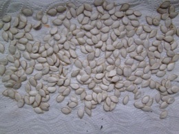 tökmag szárítása házilag tökmag szárítása házilag