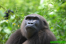 gorilla